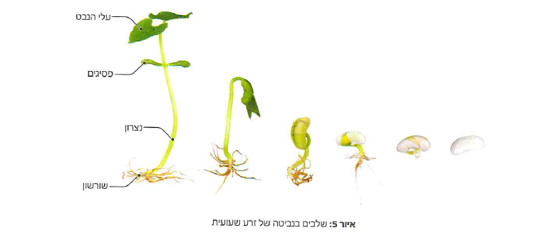 (בספר איור)
